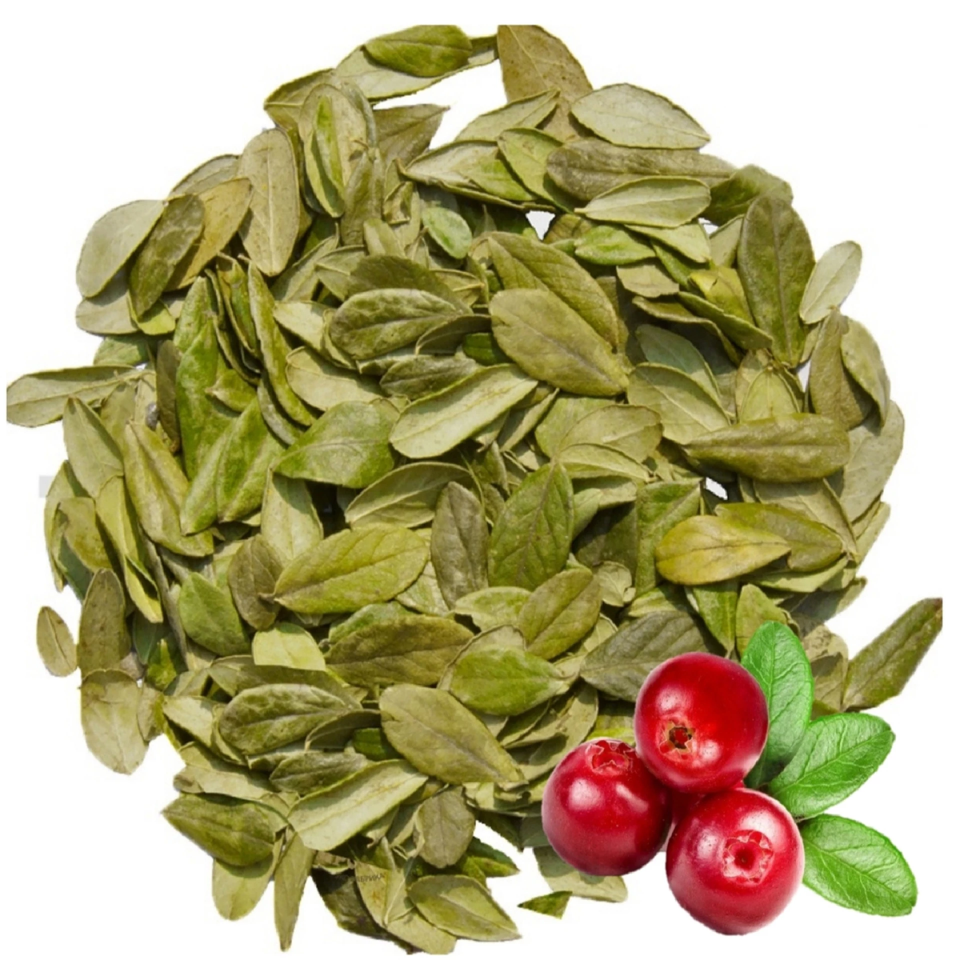 Брусника, лист